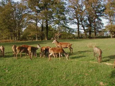 Animaux dans la maison d'hôtes ou à proximité