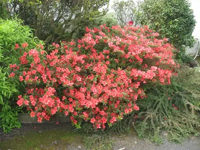 Jardin de l'établissement Chambres d'Hôtes Le Mûrier