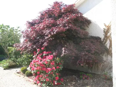 Jardin de l'établissement Chambres d'Hôtes Le Mûrier