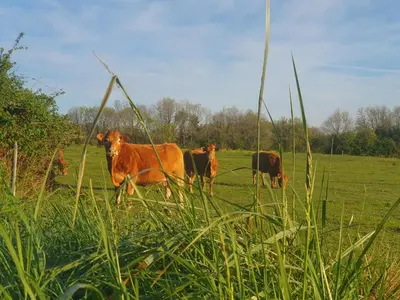 Animaux dans le B&B/chambre d'hôtes ou à proximité