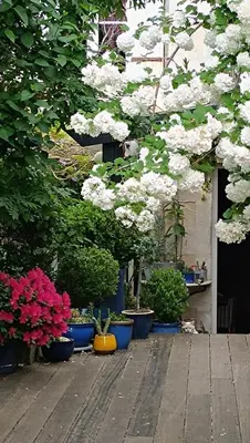 Jardin de l'établissement Buky Palace