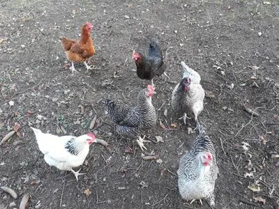 Animaux dans l'appartement ou à proximité