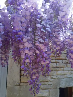 Jardin de l'établissement Wisteria Cottage