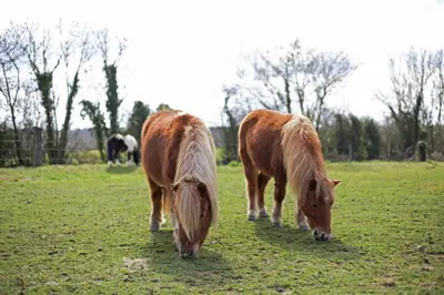 Animaux dans la maison d'hôtes ou à proximité