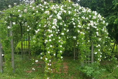 Jardin de l'établissement La Villa Camille