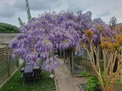 Jardin de l'établissement Logement sympas à Saintes
