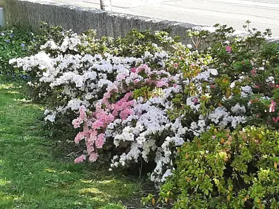 Jardin de l'établissement SAKURA