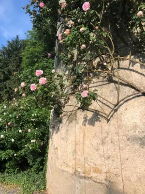 Jardin de l'établissement Château de la Mothe
