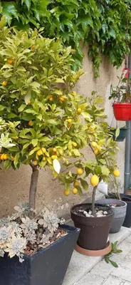 Jardin de l'établissement Moulin de Ringère