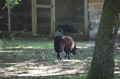 Animaux dans le village vacances ou à proximité