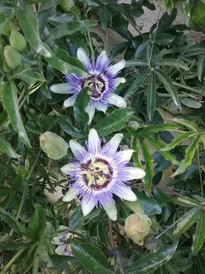 Jardin de l'établissement La Salamandre