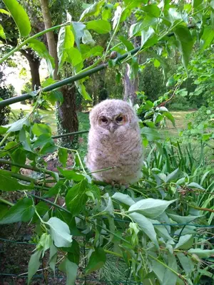 Animaux dans la maison de vacances ou à proximité