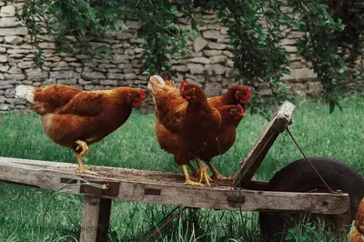 Animaux dans le B&B/chambre d'hôtes ou à proximité