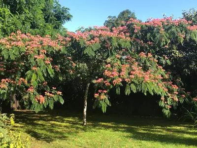 Jardin de l'établissement Les Roches