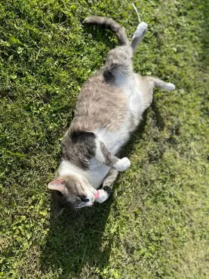 Animal ou animaux domestique(s) séjournant avec des clients dans l'établissement Un Logis en Angoumois