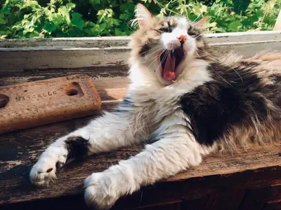 Animal ou animaux domestique(s) séjournant avec des clients dans l'établissement Le Couvent