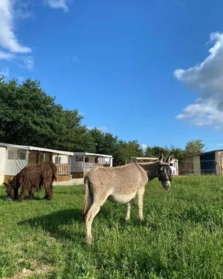 Animaux dans le camping ou à proximité