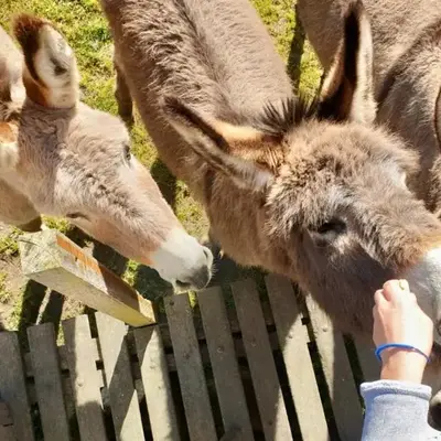 Camping de la ferme au ânesses