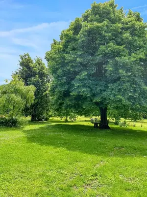 Jardin de l'établissement Maison de charme à Sigogne, proche de Cognac, barbecue inclus.