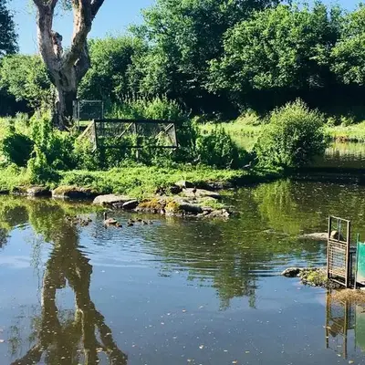 Le refuge des canards