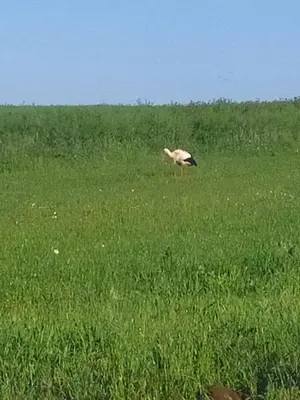 Animaux dans l'appartement ou à proximité