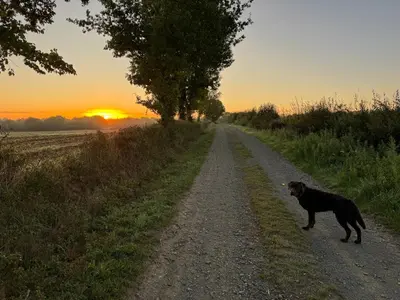 Animal ou animaux domestique(s) séjournant avec des clients dans l'établissement Gîte du Rossignol à 5 minutes du Château de la Citardière et à 14 minutes du Château de Bourneau