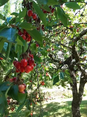 Jardin de l'établissement O 4 SAISONS DE BREILBON