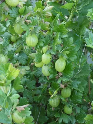 Jardin de l'établissement O 4 SAISONS DE BREILBON