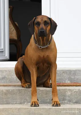 Animal ou animaux domestique(s) séjournant avec des clients dans l'établissement Domaine de la Briouse
