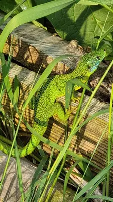 Animaux dans le séjour chez l'habitant ou à proximité