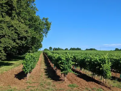 Jardin de l'établissement Gîte de charme près de Cognac avec vélos et jardin - FR-1-653-205