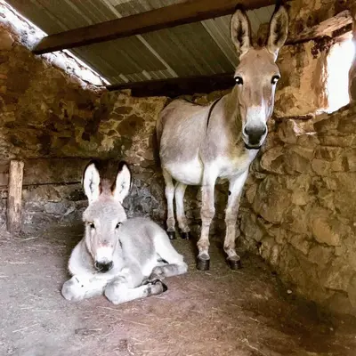 Animaux dans le camping ou à proximité