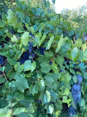 Jardin de l'établissement Virolet Barn