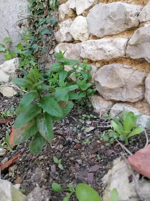 Jardin de l'établissement Studio 2 à 4 personnes