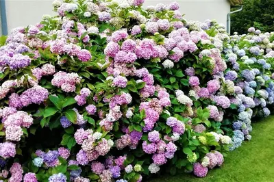 Jardin de l'établissement Calme et sérénité au gîte des hortensias