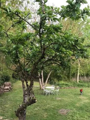 Jardin de l'établissement Grand gîte au calme avec piscine