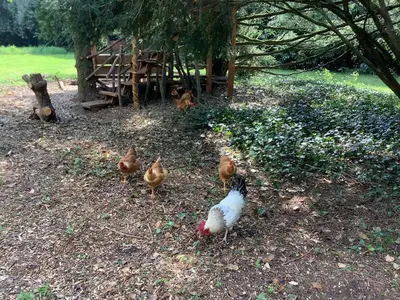 Animaux dans la maison de vacances ou à proximité