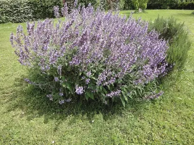Jardin de l'établissement GITE DU PUITS DE LA BARRE