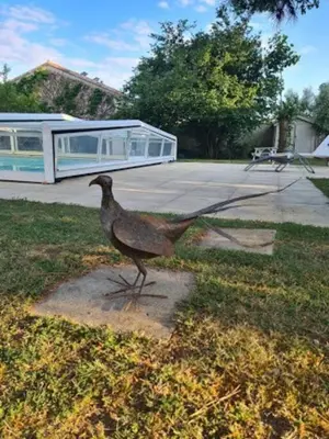 Animaux dans la maison de vacances ou à proximité